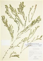 藏品(加拿大水蘊草(伊樂藻) )的圖片